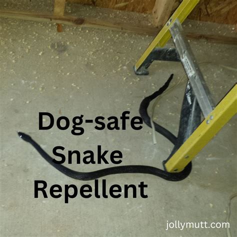 Dog-Safe Snake Repellents: Effective Solutions for Protecting Your Pet