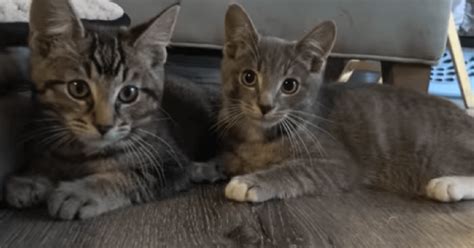 Watch How This Mama Cat Protects Her Kittens Fiercely She Won T Leave