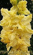 Жёлтые гладиолусы-1 Фото и сорта © Лазаревич Тамара mirgladiolus.ru МИР ...