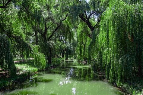 Can You Plant A Weeping Willow In Standing Water