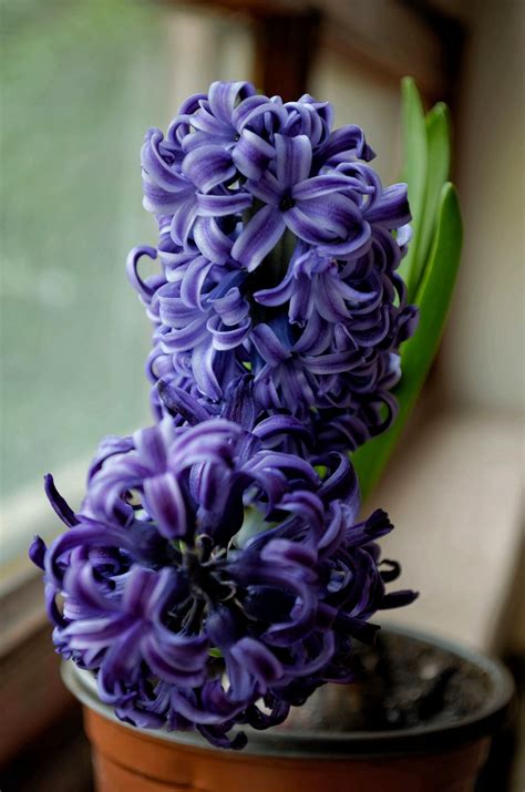 Violet Hyacinths Flowers Wallpapers - Wallpaper Cave