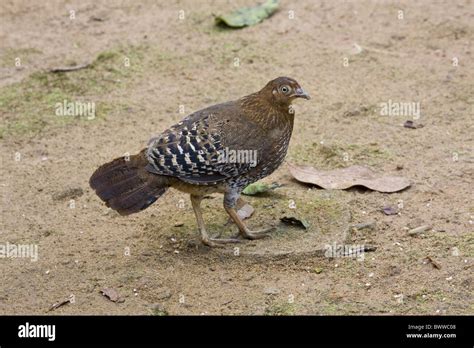 Sri Lanka Junglefowl - female Stock Photo - Alamy