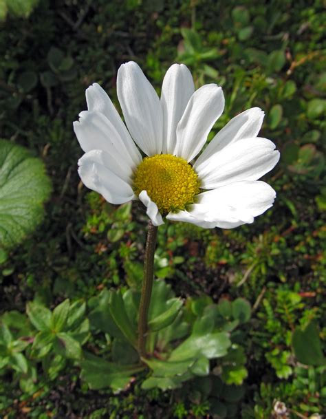 Arctanthemum arcticum - Изображение особи - Плантариум