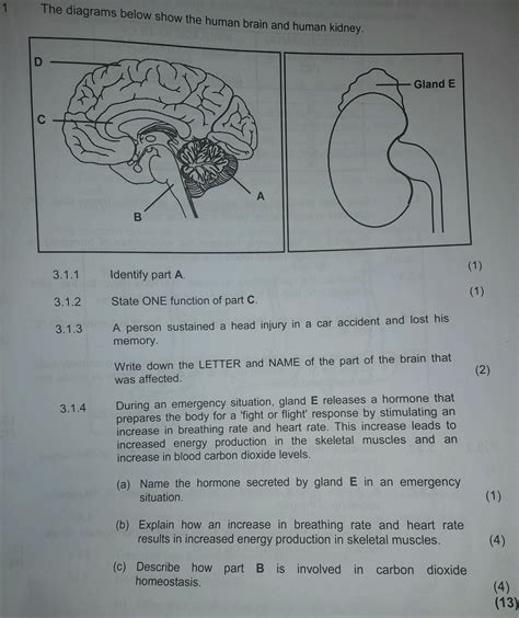 The diagrams below show the human brain and | StudyX