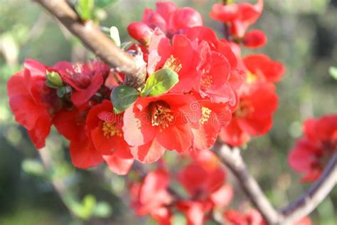 Japanese Red Plum Blossoms Stock Image Image Of Flower 13213317