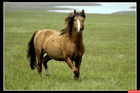 Ростовский заповедник: дикие мустанги - О лошадях | КОНОВОД