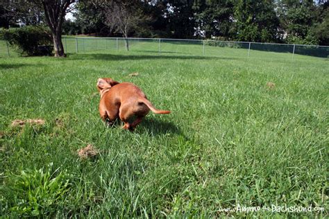 Backyard Digging | Ammo the Dachshund