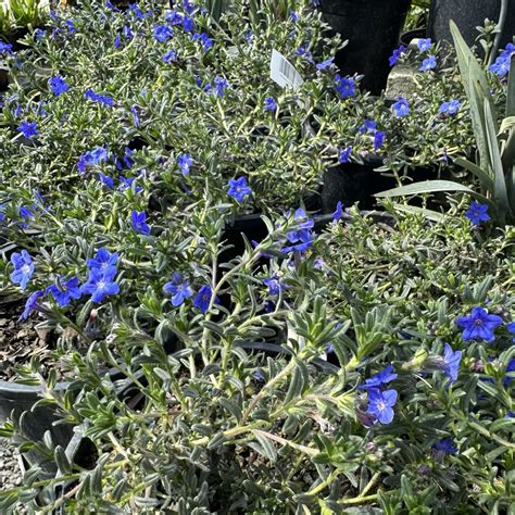 Lithodora 'Grace Ward' 2L - Lushingtons