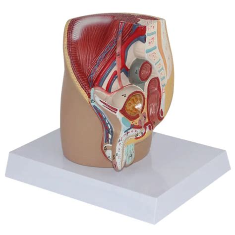 Erkek Genital Erkek Ve D Genital Organlar Erkek Pelvik Kesit Modeli