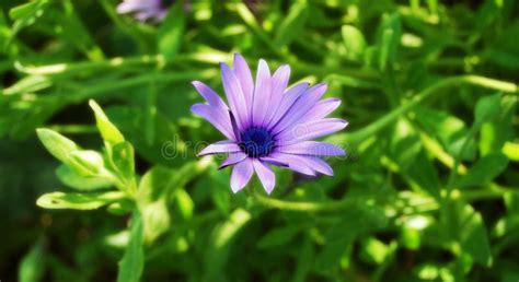 Lavender Daisy Picture Image 4937335