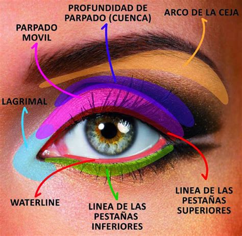 Las 8 Partes Del Parpado