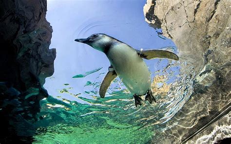 Online crop | HD wallpaper: Animal, animals, 1920x1200, Penguin, bird ...