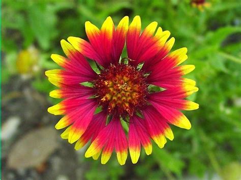 Plantfiles Pictures Gaillardia Species Annual Blanket Flower