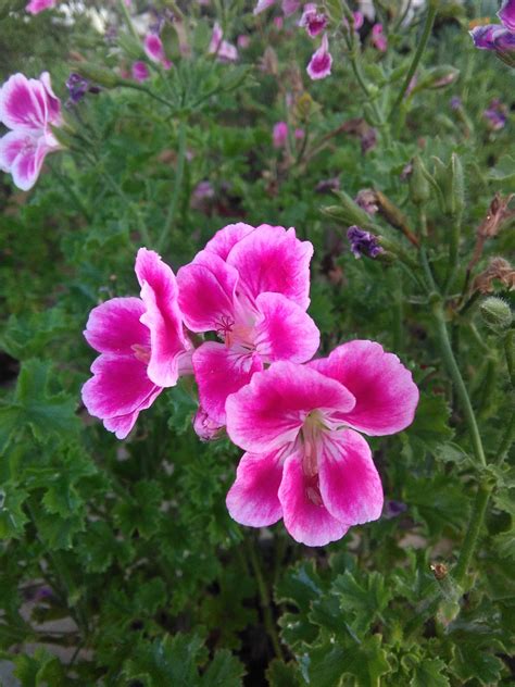 Скромный цветочек | Plants, Garden