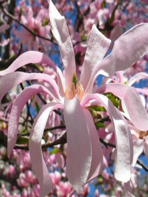 Oderings Deciduous Tree Magnolia Stellata Dawn