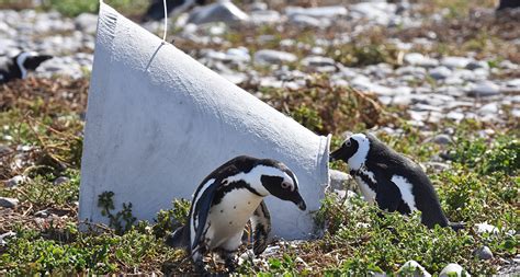 New Nests Help African Penguins Beat the Heat | Hakai Magazine