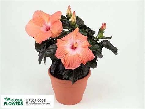 Фото Гибискус китайский "Sunny Roma" | Global Flowers