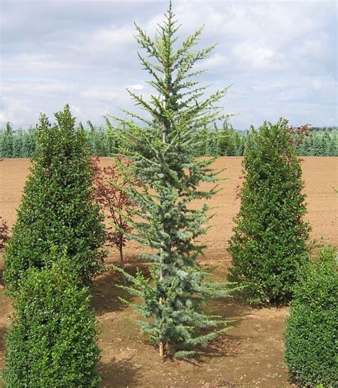 Cedrus Atlantica Fastigiata From Neil Vanderkruk Holdings Inc
