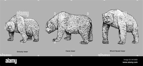 Grizzly Bear Cave Bear And Short Faced Bear Illustration Bear Drawing