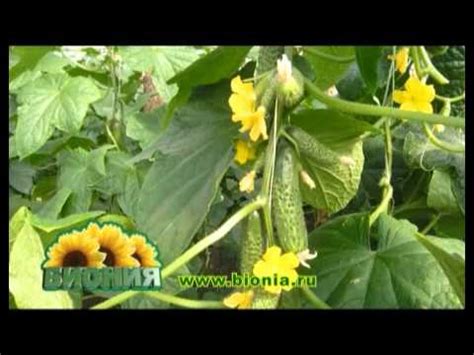 пенза теплицы 3 - YouTube