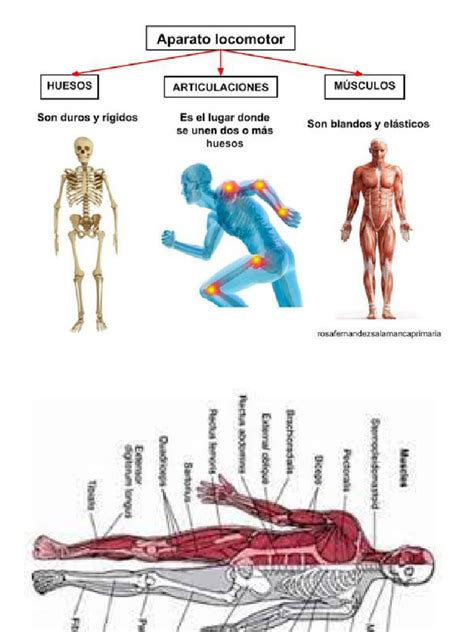 Sistema Locomotor Pdf