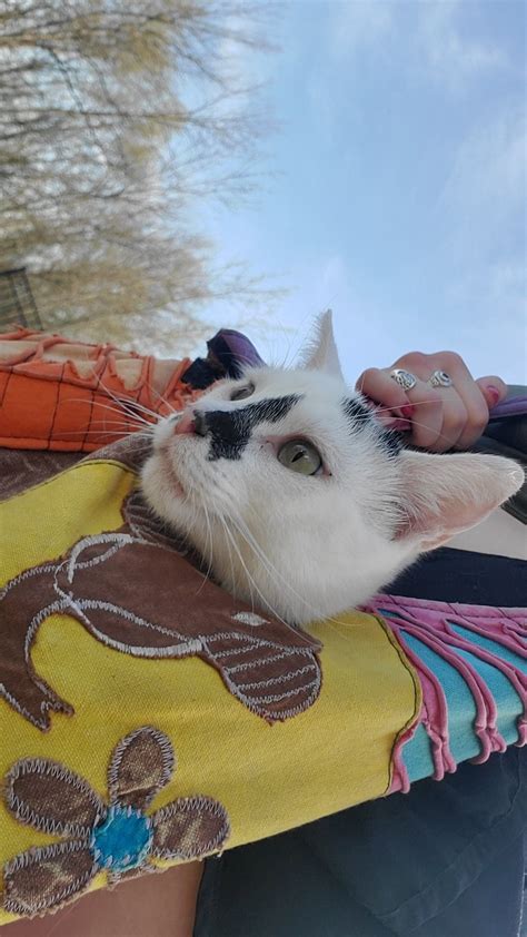 Flea Meds And Eye Drops Rcats