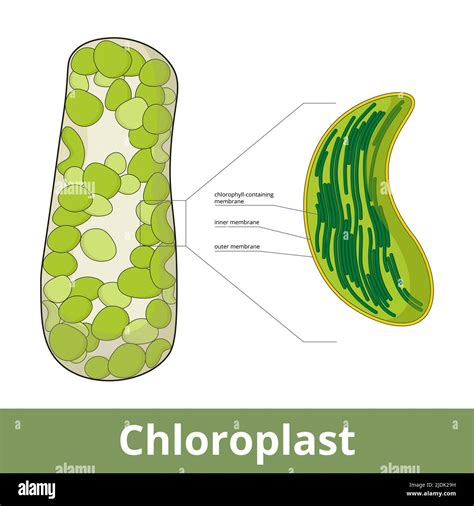 Cloroplasto Visualización De La Disposición De Cloroplastos En Células