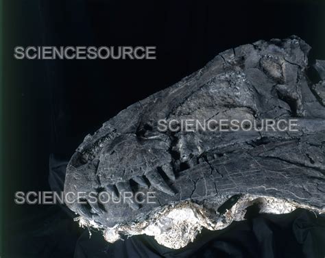 Photograph | Acrocanthosaurus Skull | Science Source Images