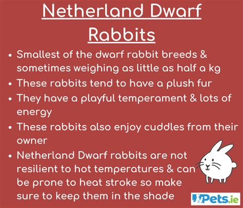 Netherland Dwarf Rabbits Pets Ie Ireland