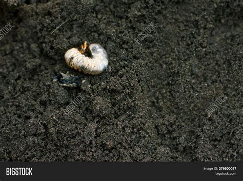 Larva Vile Disgusting Maggot Image Of Grub Worms Beetle Larvae
