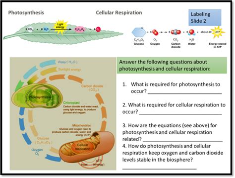 How To Remember Photosynthesis And Cellular Respiration Equation ...