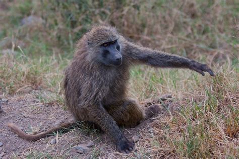 Бабуины (лат. Papio cynocephalus), фотографии Бабуинов