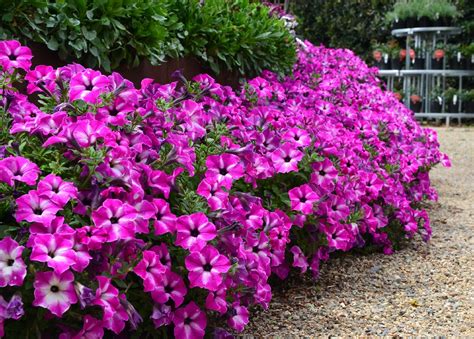 Petunia Circus Sky 150mm | The Garden Feast