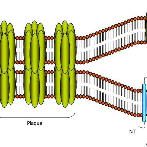 Molecular architecture of gap junctions. Molecular architecture of ...