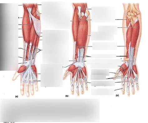 Muscles That Move The Wrist Joint Hand Fingers Anterior Forearm