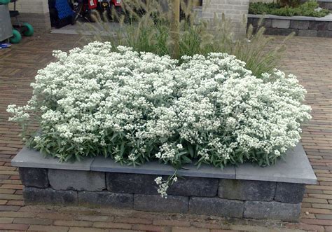 Анафалис жемчужный (Anaphalis margaritacea )