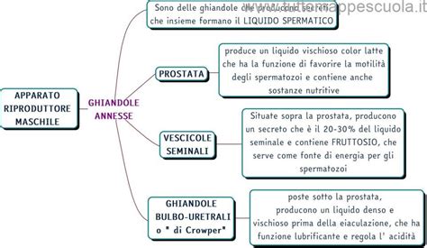 Apparato Riproduttore Maschile Tutto Mappe Scuola