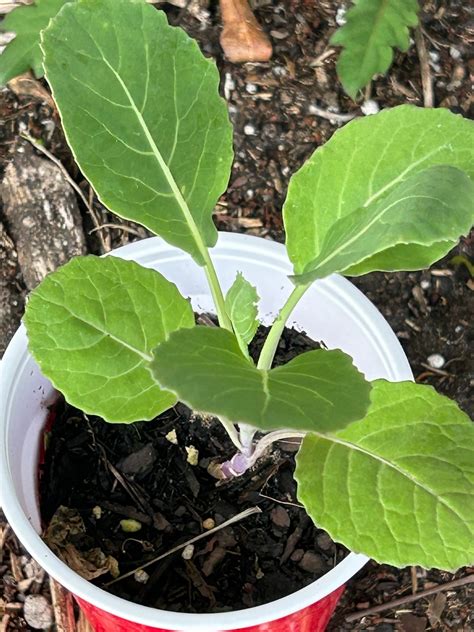 Tree Collard Green Live Perennial Plant Etsy