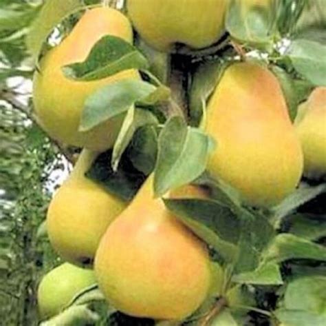 Купить Саженцы груши в ассортименте саженцы разных сортов. Цены ...