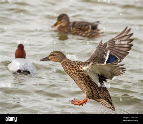 Female Mallard Duck In Flight Landing On Water Stock Photo Alamy