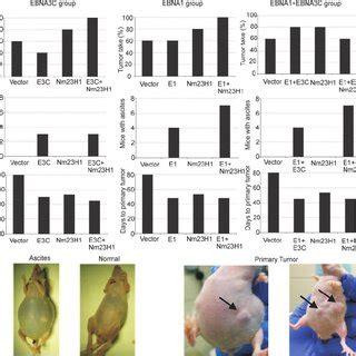 EBV Latent Antigens Induce Tumor Growth In Nude Mice Development Of