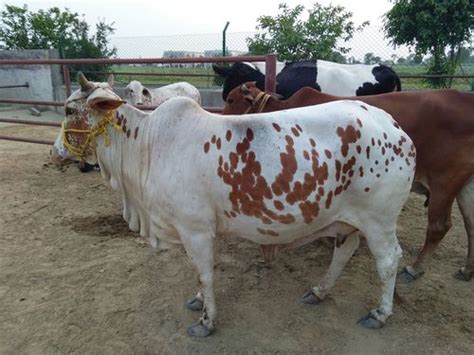 Rathi Cow At 4500000 Inr In Karnal Haryana Parkash Dairy Farm