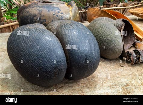 Fruit Of The Coco De Mer Sea Coconut Also Called Love Coconut Coco