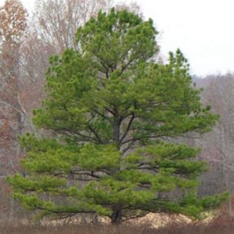 100 Loblolly Pine Tree Seeds Pinus Taeda From Treeseedscom On Etsy Studio