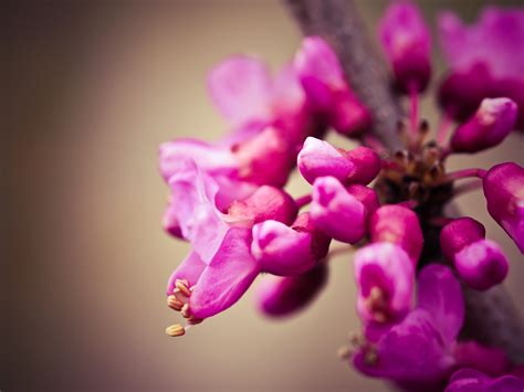 Kostenlose foto Natur Ast blühen Fotografie Blatt Blume lila