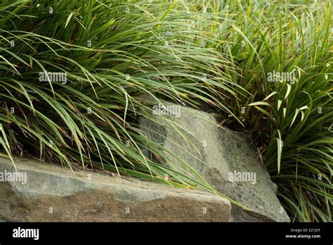 Morrows Sedge Carex Morrowii Variegata Stock Photo Alamy
