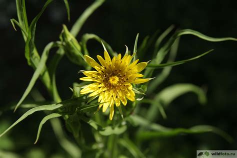 Козлобородник (104 фото) » НА ДАЧЕ ФОТО