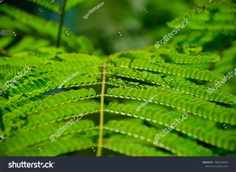 Green Leaves Chinese Acacia Stock Photo 1469018630 Shutterstock