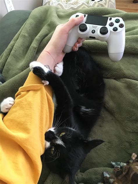 Rate My Pussy R Gamingcirclejerk