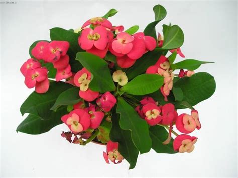 Молочай Миля: уход в домашних условиях, фото